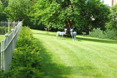 4woodland