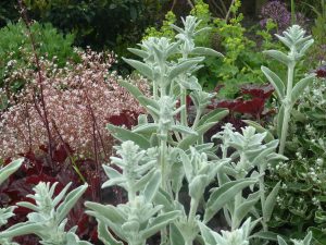 Bath garden planting